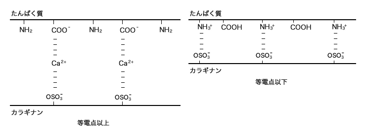 たんぱく反応性